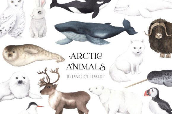Download Watercolor Arctic Animals Clipart - Animal Collection